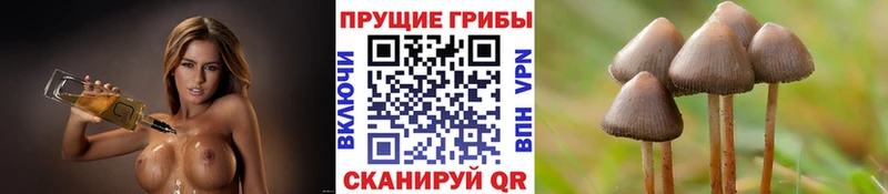 наркота  Усмань  Псилоцибиновые грибы Psilocybe 